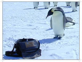 Curious Emperor Penguin