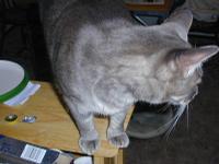 10_cats_love_goatcheese